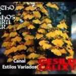 Gesildo Calixto - Fecho Os Olhos Para Ver 1979